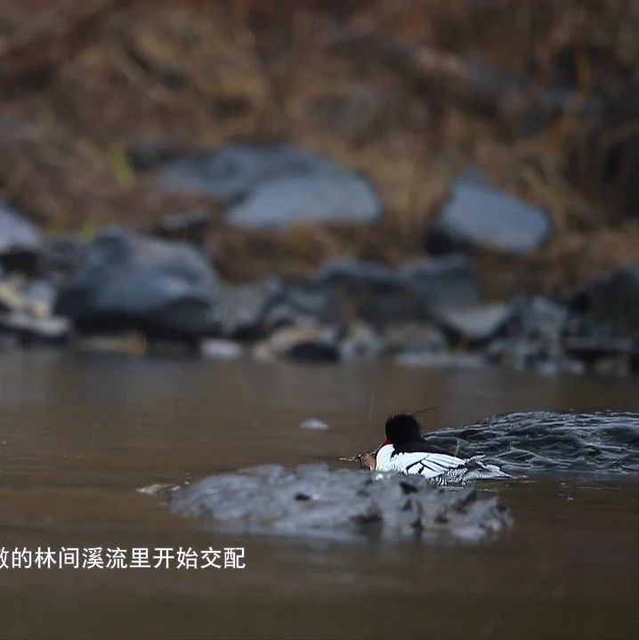 封面图片.png